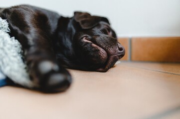 Copy space Close-up chocolate Labrador puppy head sleeping on the ground. Funny and cute face.