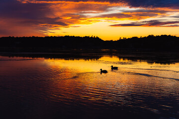 silhouette Ducks