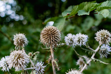 A variety of field plants and flowers in close-up. On stems and twigs with green leaves at different times of the year. Natural bouquets and useful herbs for folk medicine