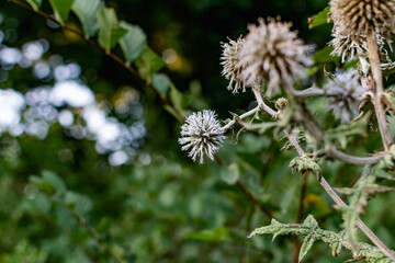 A variety of field plants and flowers in close-up. On stems and twigs with green leaves at different times of the year. Natural bouquets and useful herbs for folk medicine