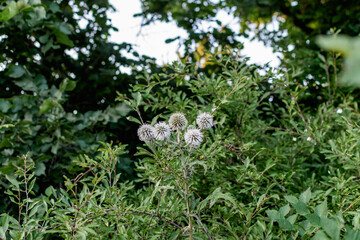 A variety of field plants and flowers in close-up. On stems and twigs with green leaves at different times of the year. Natural bouquets and useful herbs for folk medicine