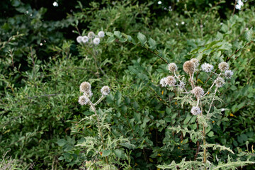 A variety of field plants and flowers in close-up. On stems and twigs with green leaves at different times of the year. Natural bouquets and useful herbs for folk medicine