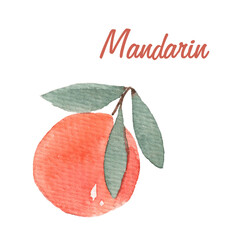 Mandarin watercolor drawing isolated on white background. Winter fruit. Christmas, new year.