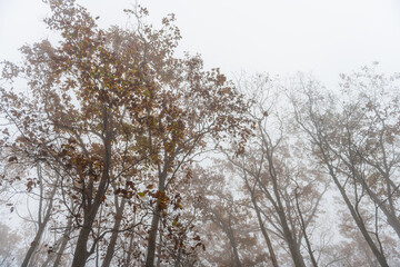 Looking up low angle view on trees branches in morning fog, foggy weather on Cedar Cliffs hiking trail in Wintergreen Resort ski town, Virginia