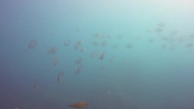 Banco de Salpas nadando hacia el sol