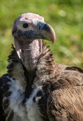 adult Griffon vulture gets a close up head shot