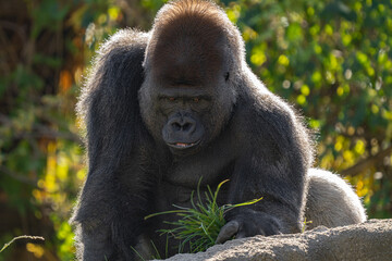 Obraz premium adult silver back gorilla gets a close up on a sunny day