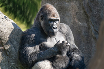adult silver back gorilla gets a close up on a sunny day