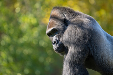 adult silver back gorilla gets a close up on a sunny day