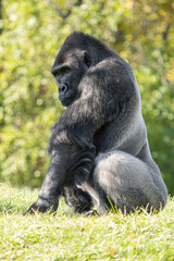 adult silver back gorilla gets a close up on a sunny day