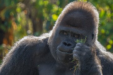 adult silver back gorilla gets a close up on a sunny day