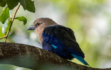 blue bellied roller perched high above gets a close up