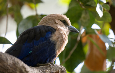 blue bellied roller perched high above gets a close up