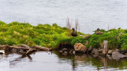 Small pond for wildlife in Skalanes, near Seydisfjordur, Iceland, during a cloudy summer day