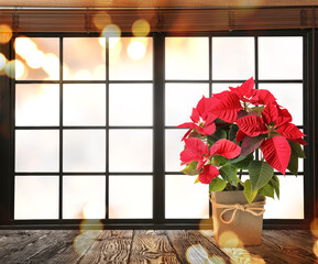 Christmas traditional poinsettia flower in pot on table near window, bokeh effect. Space for text