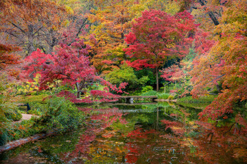 Fall Foliage in the Japanese Garden