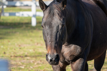 Naklejka premium horse is getting a close up portrait while looking at you