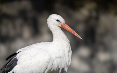 white stork feeding on a sunny day in the wetlands