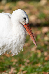 white stork feeding on a sunny day in the wetlands
