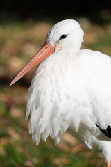 white stork feeding on a sunny day in the wetlands