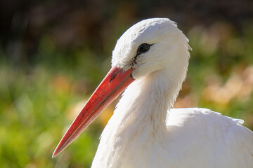 white stork feeding on a sunny day in the wetlands
