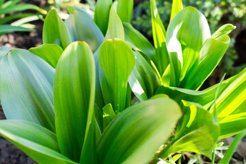 Obraz premium Spring blossom background. Beautiful nature scene with blooming tree and sun flare. Sunny day. Spring flowers. Abstract blurred background. Springtime, copy space