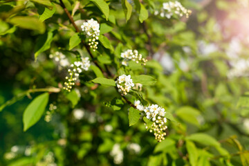 Spring blossom background. Beautiful nature scene with blooming tree and sun flare. Sunny day. Spring flowers. Abstract blurred background. Springtime, copy space