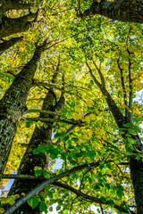 Obraz premium tree at a forest