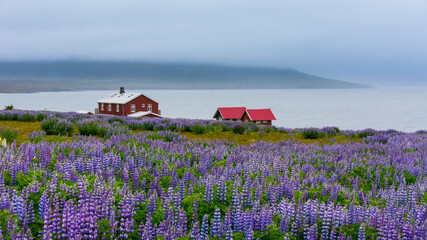 Fototapeta na wymiar wooden houses near a field of Lupinus in Skalanes, near Seydisfjordur, Iceland during a cloudy summer day