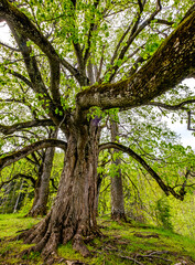tree at a forest