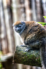 Lac Alaotra gentle lemur (Hapalemur alaotrensis) © atosan