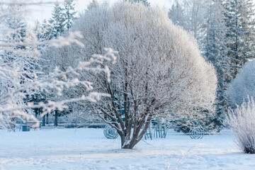 Winter landscape. Snow covered trees in park