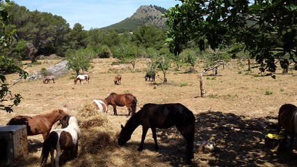 Ponys und Pferde bei Cala Ratjada, Mallorca