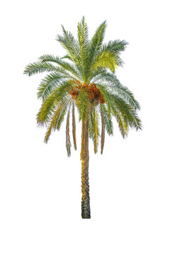 Dates palm tree cut out isolated on white background.