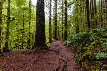 Mystical View of the Trail in Rain Forest during a foggy and rainy Fall Season. Alice Lake Provincial Park, Squamish, North of Vancouver, British Columbia, Canada.