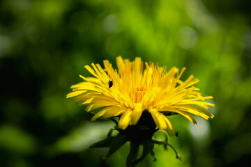 yellow flower and beetle