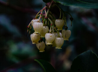 Flor de madro&ntilde;o 