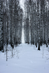 birch grove in winter