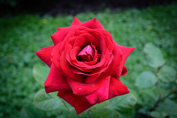 scarlet rose in the garden