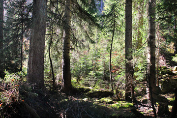 trees in the forest