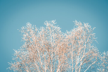 Winter landscape tree branches covered with frost