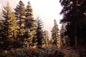 sunset in the forest