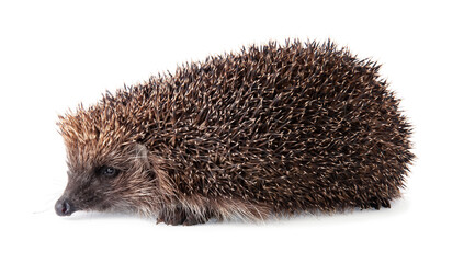 Wild spiky hedgehog isolated on white background. Small insectivorous mammal.