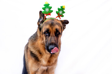 Funny German shepherd in a Christmas tree costume with reindeer antlers licks his lips before dinner. Dog celebrates the New year. Greeting card. Animal on a white isolated background. Copy space.