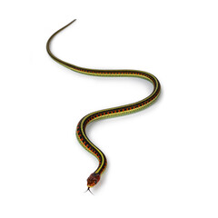 Small Common gartersnake snake aka Thamnophis sirtalis infernalis, isolated on white background.Common gartersnake on white background