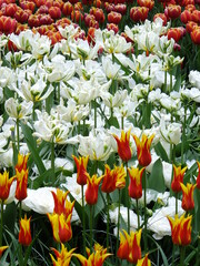 Tudor Schleurholts bloemen