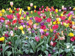 Tudor Schleurholts bloemen