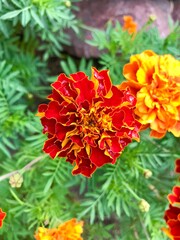 Obraz premium red dahlia flower
