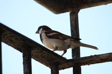 Home sparrow on a balcony