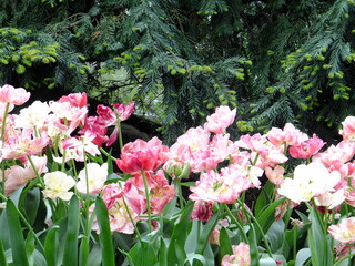 Tudor Schleurholts bloemen